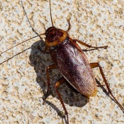 American cockroach on kitchen tile