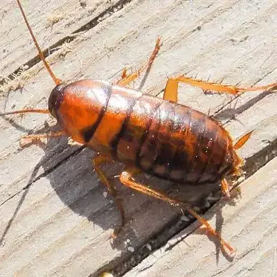 Asian cockroach on the floor