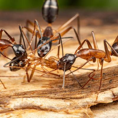 Carpenter ant colony