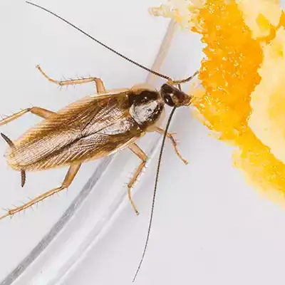 German cockroach eating food