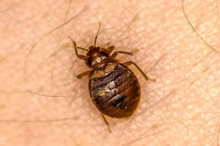 bed bugs