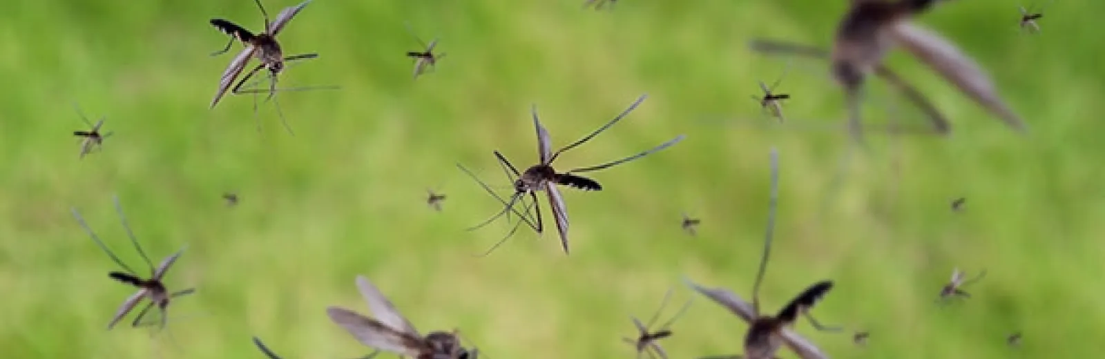 mosquitoes in a yard