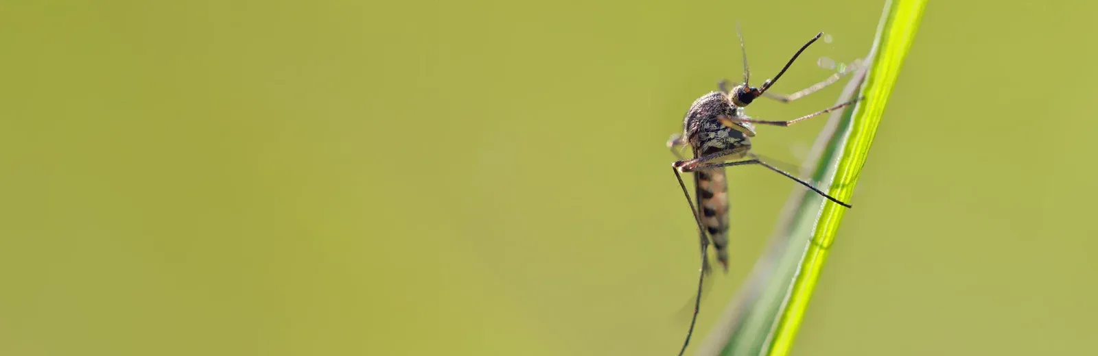 mosquito on a leaf