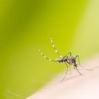 close up of a mosquito on a hand