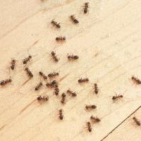 ants on wooden floor