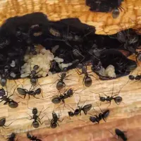 Carpenter ant colony