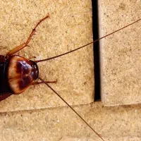 American cockroach on a wall
