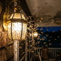 termites swarming front porch lamp