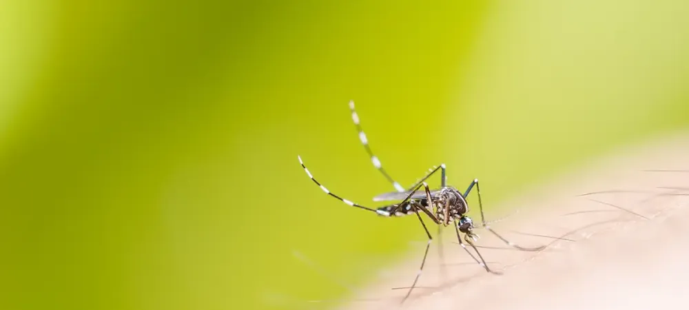 close up of a mosquito on a hand