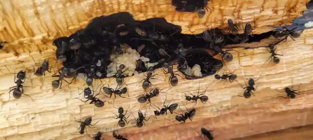 Carpenter ant colony