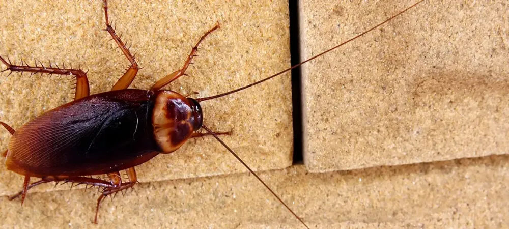 American cockroach on a wall