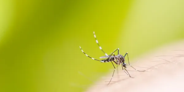 close up of a mosquito on a hand
