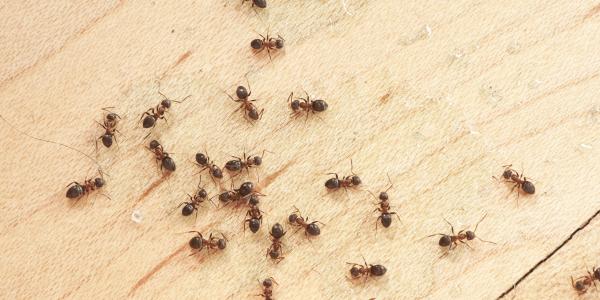 ants on wooden floor